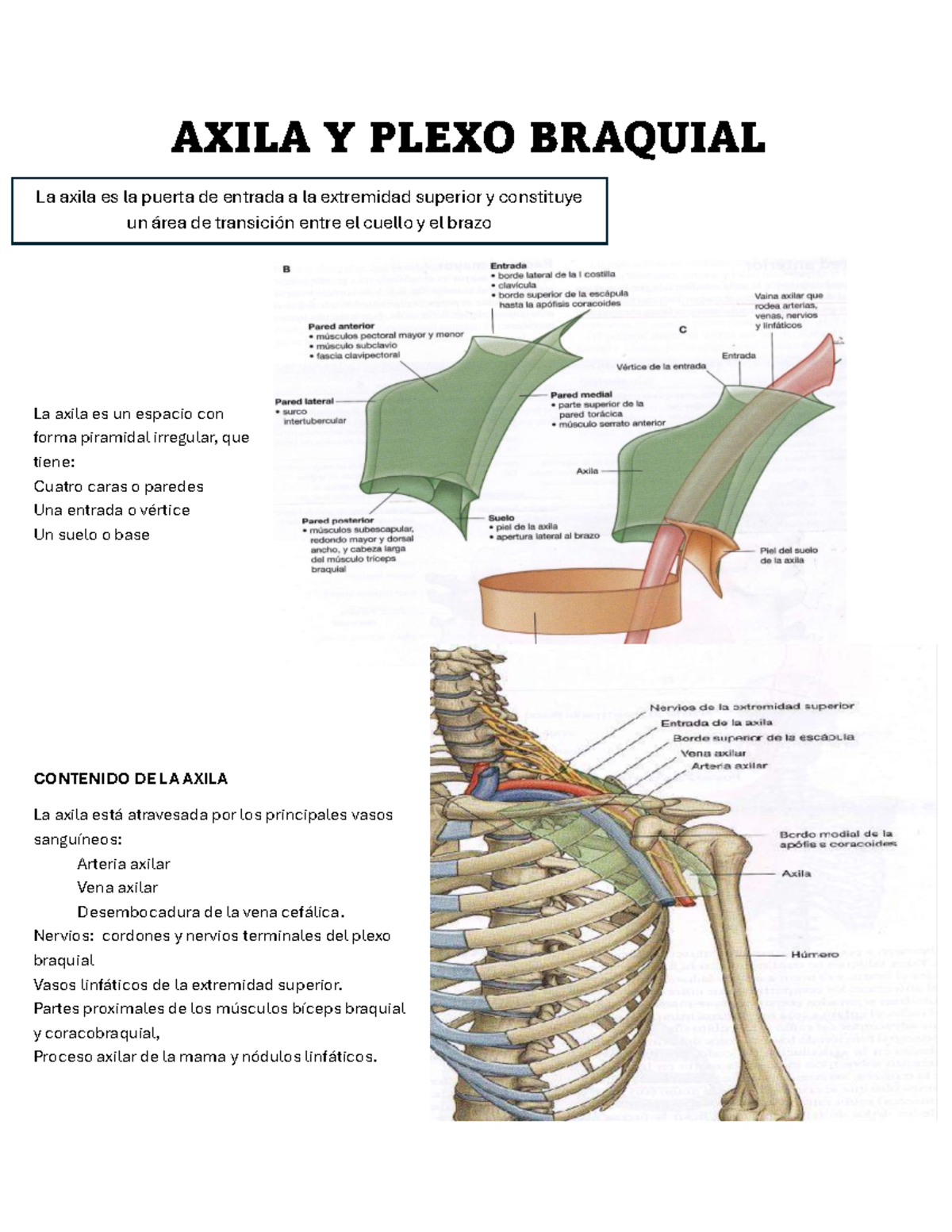 AXILA Y PLEXO BRAQUIAL: Anatomía y Funciones Esenciales - Studocu