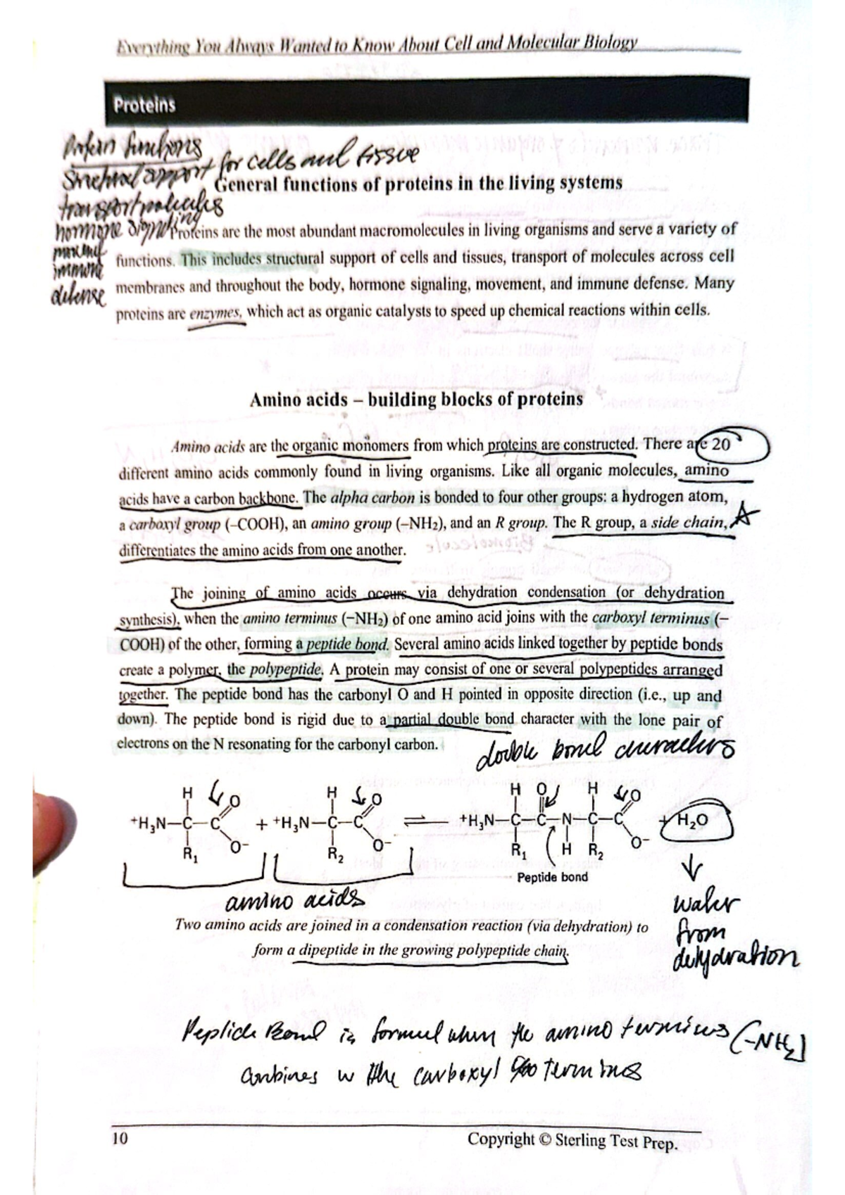 Cell and Molecular Biology (BIO101): Understanding Protein Structure ...