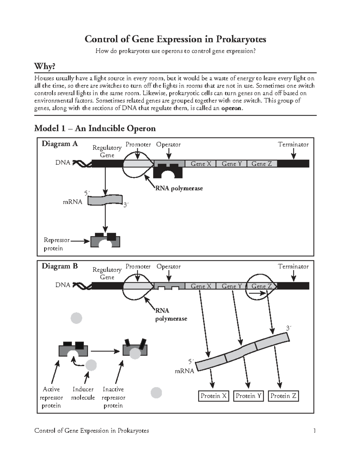 AP Biology: Understanding Control of Gene Expression in Prokaryotes ...