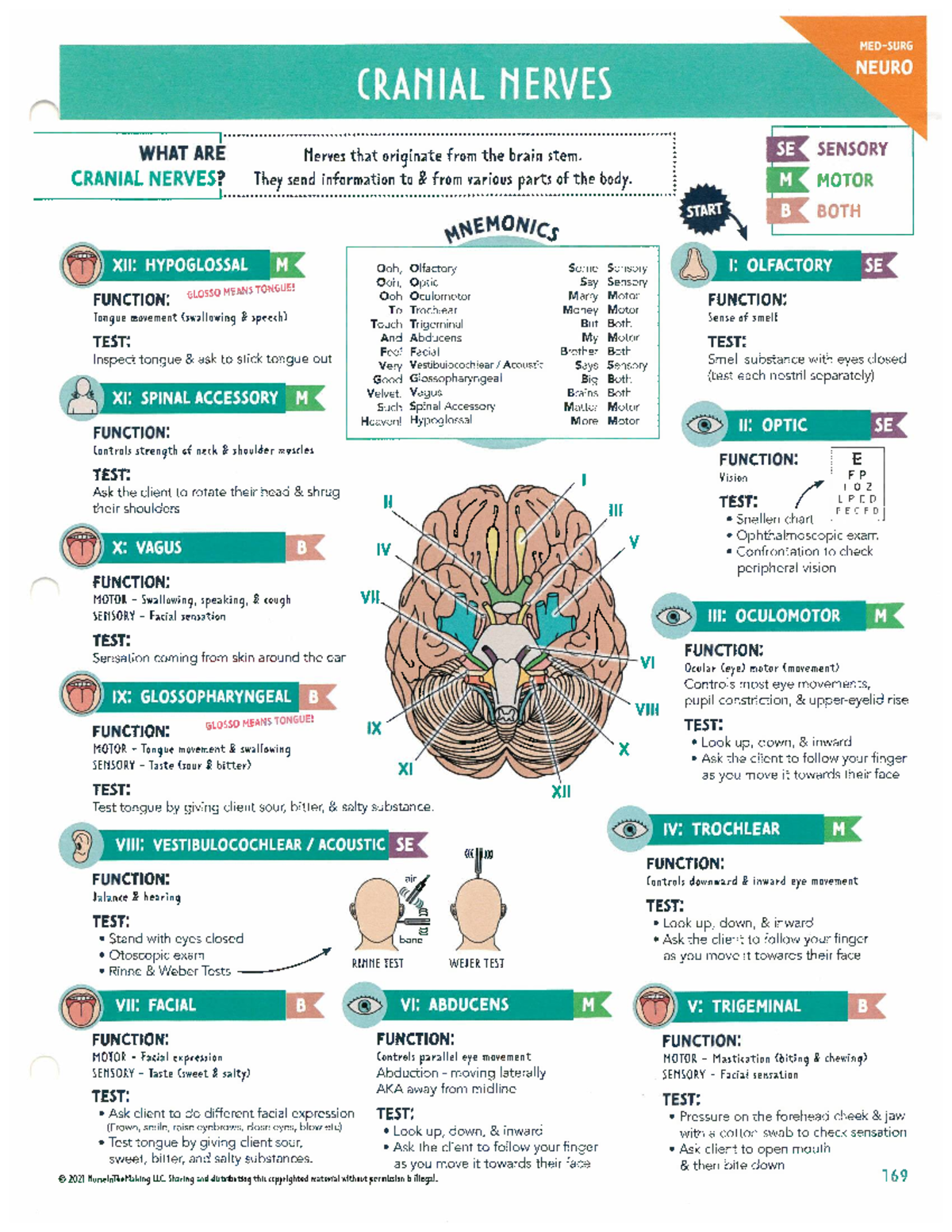 Cranial Nerves: Anatomy and Functions Overview - Studocu