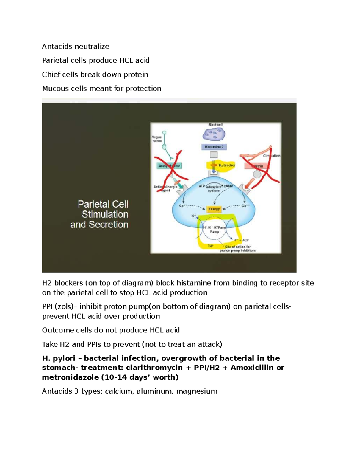 Chap 50: Overview of Acid-Controlling Drugs and Their Mechanisms - Studocu