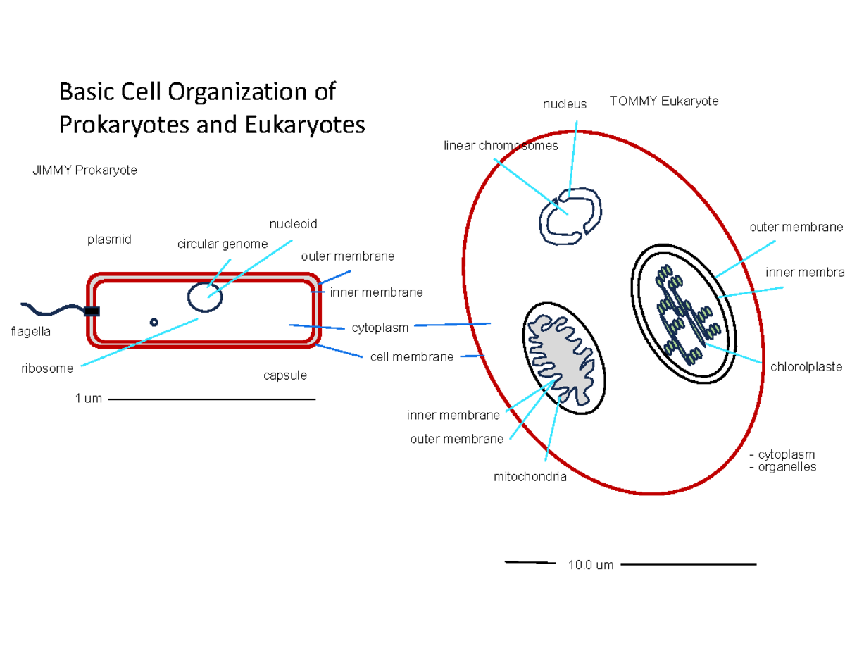 Euk vs prok cartoon 2 Bio 112 201 - BIOL 112 - Basic Cell Organization ...