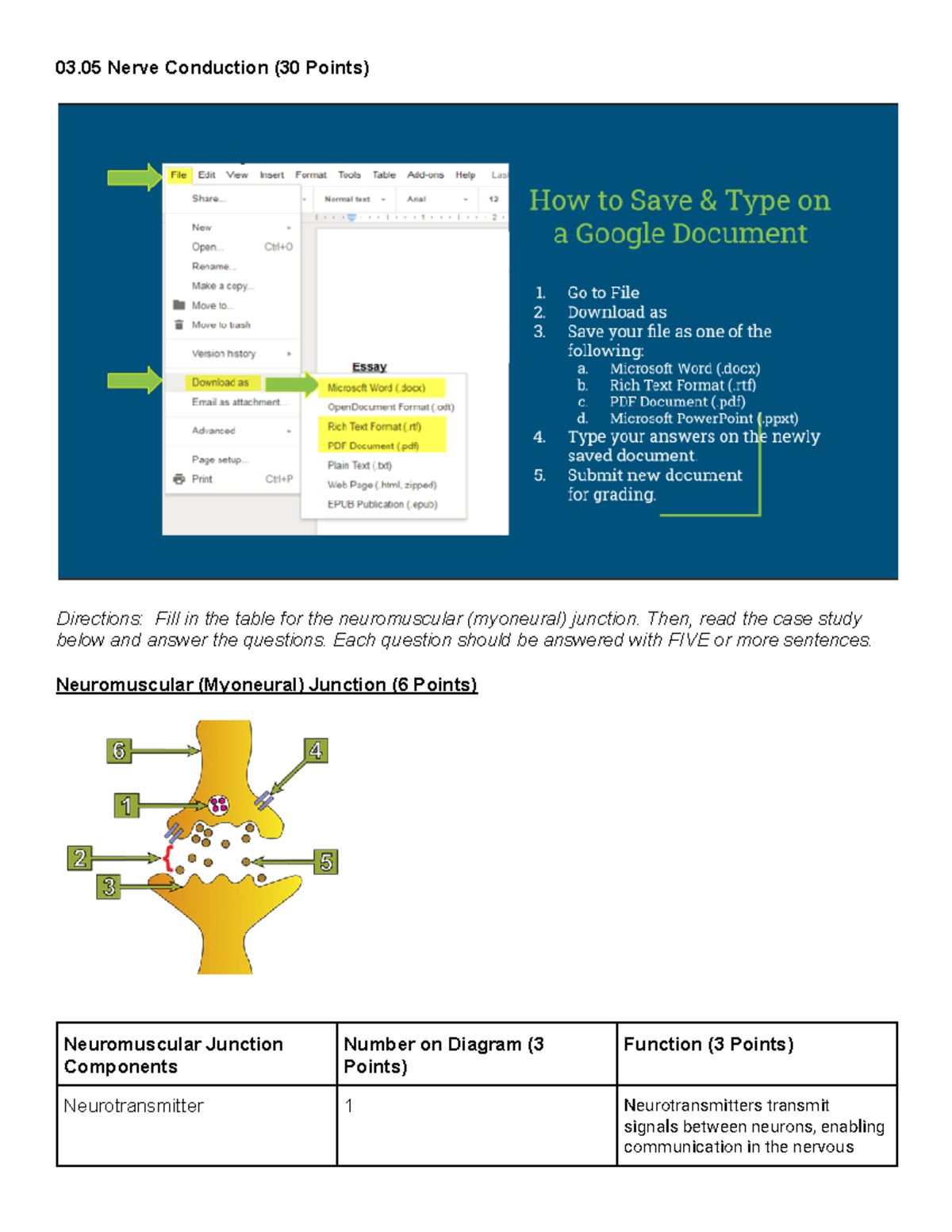 Copy of 3.05 Help Template.docx - 03 Nerve Conduction (30 Points ...