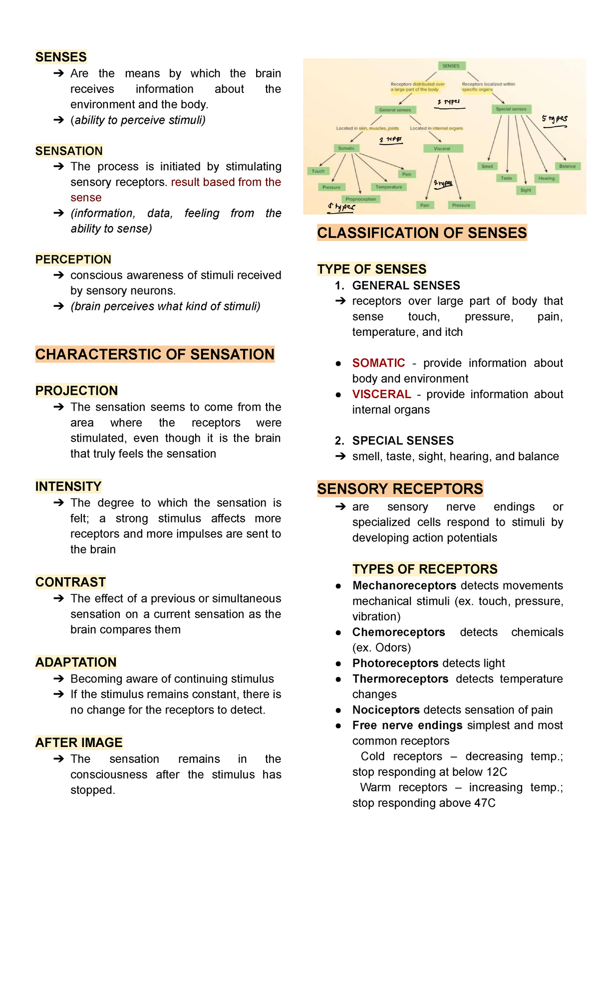 Chapter 9 Senses 🧠 - Notes - SENSES Are the means by which the brain ...