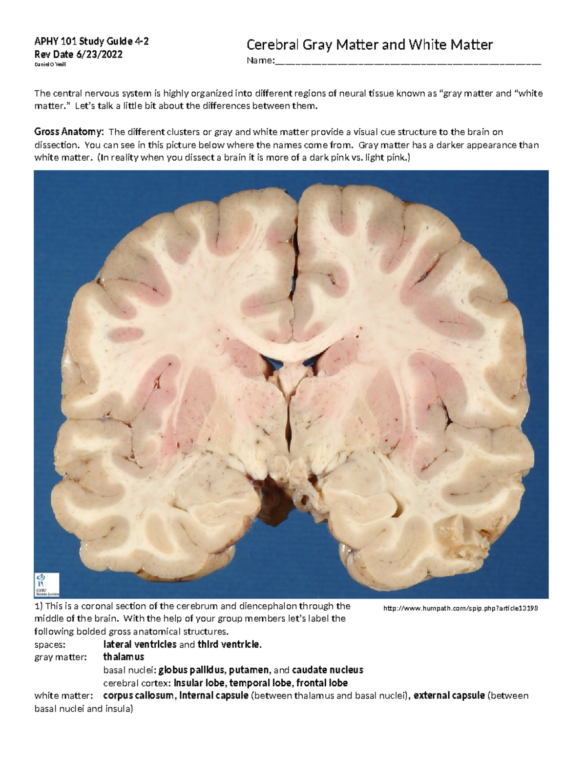 APHY 101 Study Guide: Understanding Gray and White Matter Anatomy - Studocu