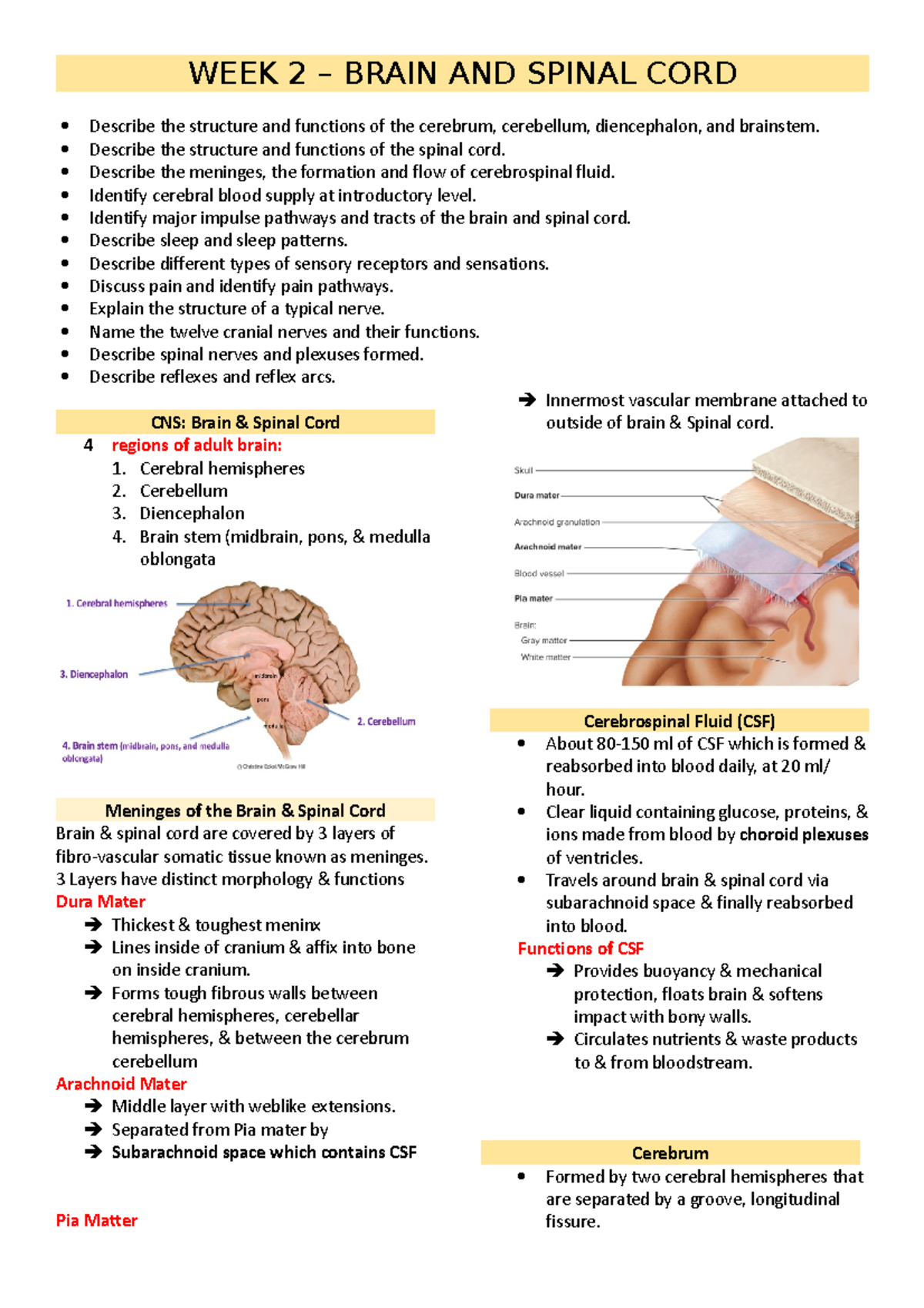Brain & Spinal Cord - WEEK 2 – BRAIN AND SPINAL CORD Describe the ...