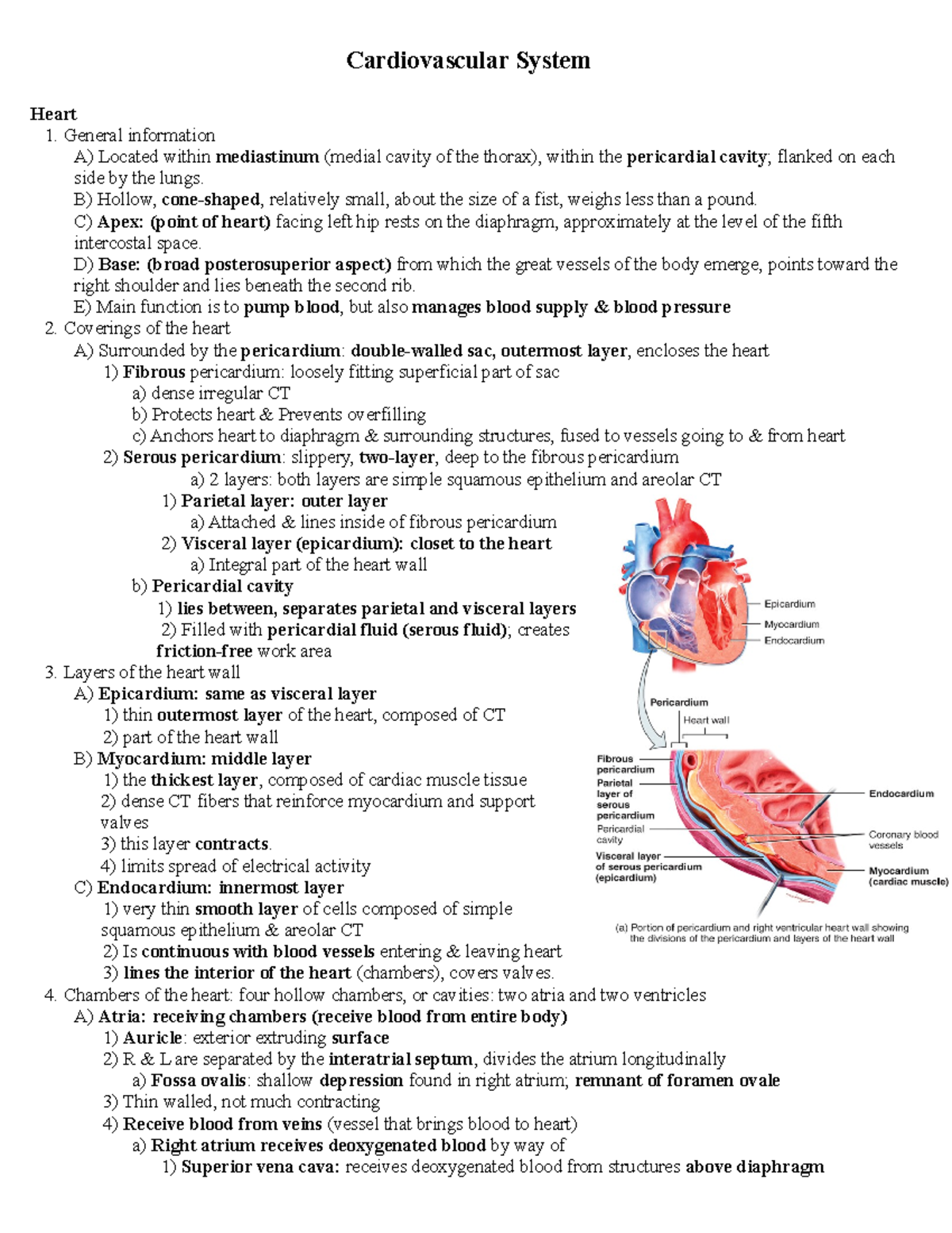 Cardiovascular System Outline - Cardiovascular System Heart 1. General ...
