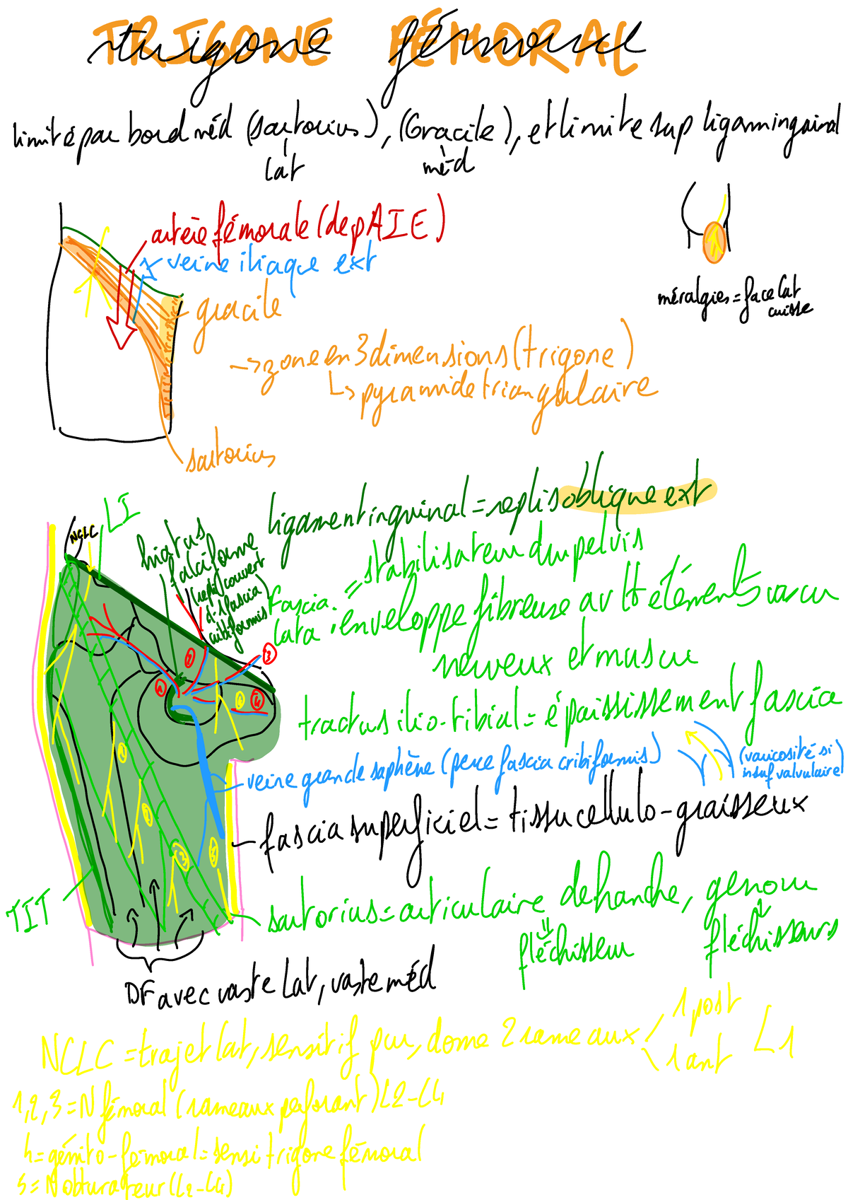 Anatomie du Membre Inférieur - TRIGONE et Structures Associées - Studocu