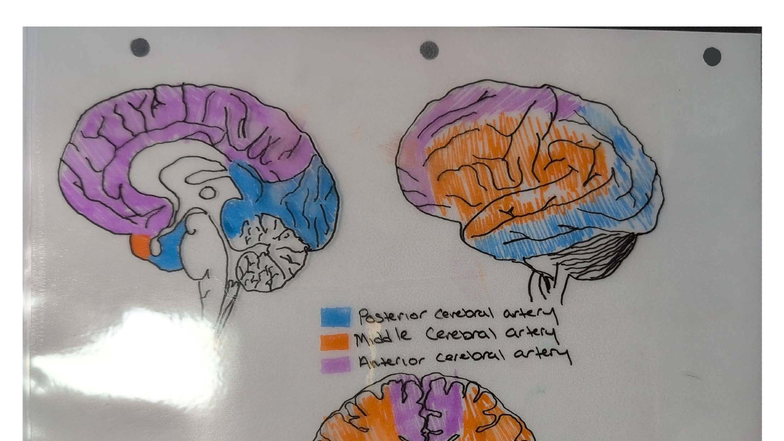 External Brain Assignment - Human Biology (HB 101) - Studocu