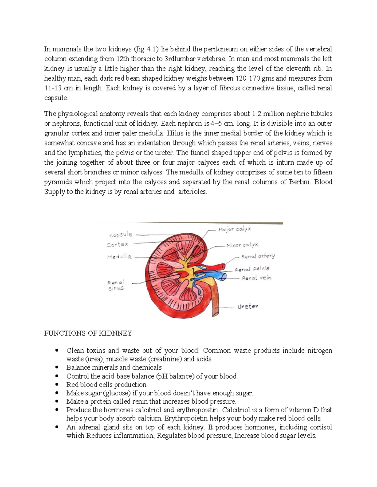 Nephron Structure and Function - BIO 101 Lecture Notes - Studocu