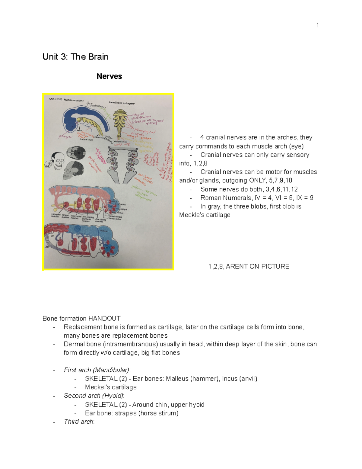 EXAM 3 ANAT 2022 - Comprehensive Study Notes for Anatomy Exam - Studocu