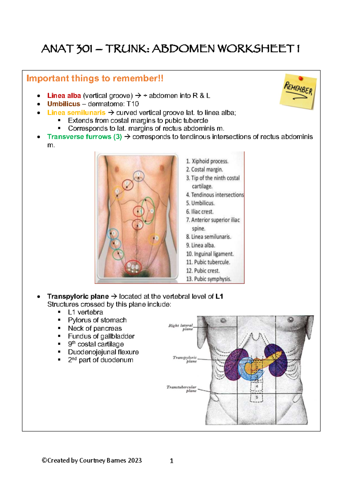 ANAT 301 - Abdomen Worksheet 1 - ANAT 301 – TRUNK: ABDOMEN WORKSHEET 1 ...