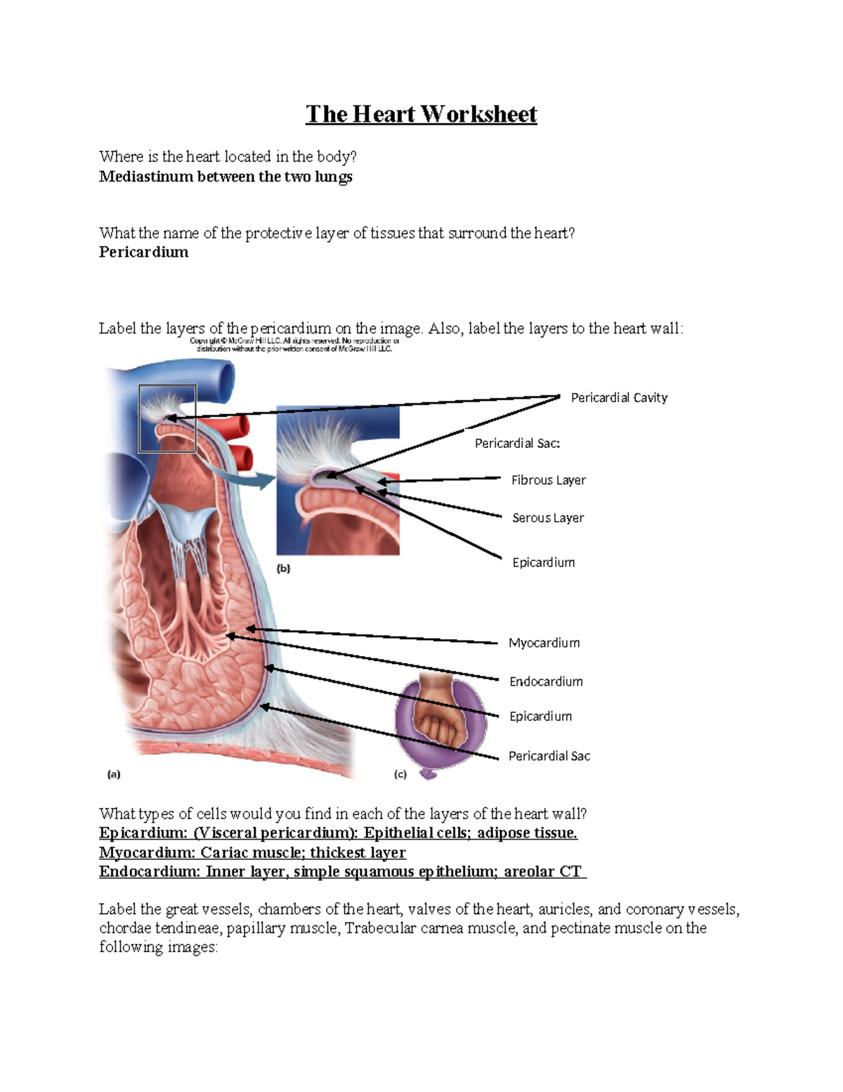 Layers Of Heart Wall Labeled