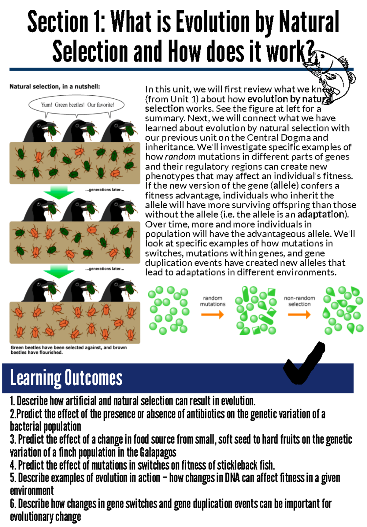 Section 1: What is Evolution by Natural Selection and How does it work ...