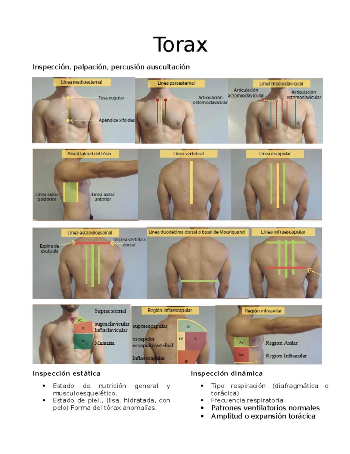 Análisis y Evaluación del Tórax: Inspección y Técnicas Clínicas - Studocu