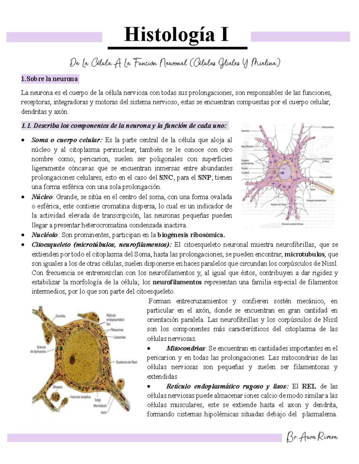 Histología Humana I: Neuronas y Células Gliales en el SNC - Studocu