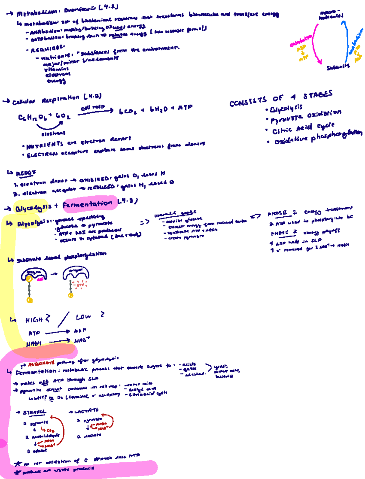 Unit 4 - Lecture Notes on Metabolism Reactions and Cellular Respiration ...