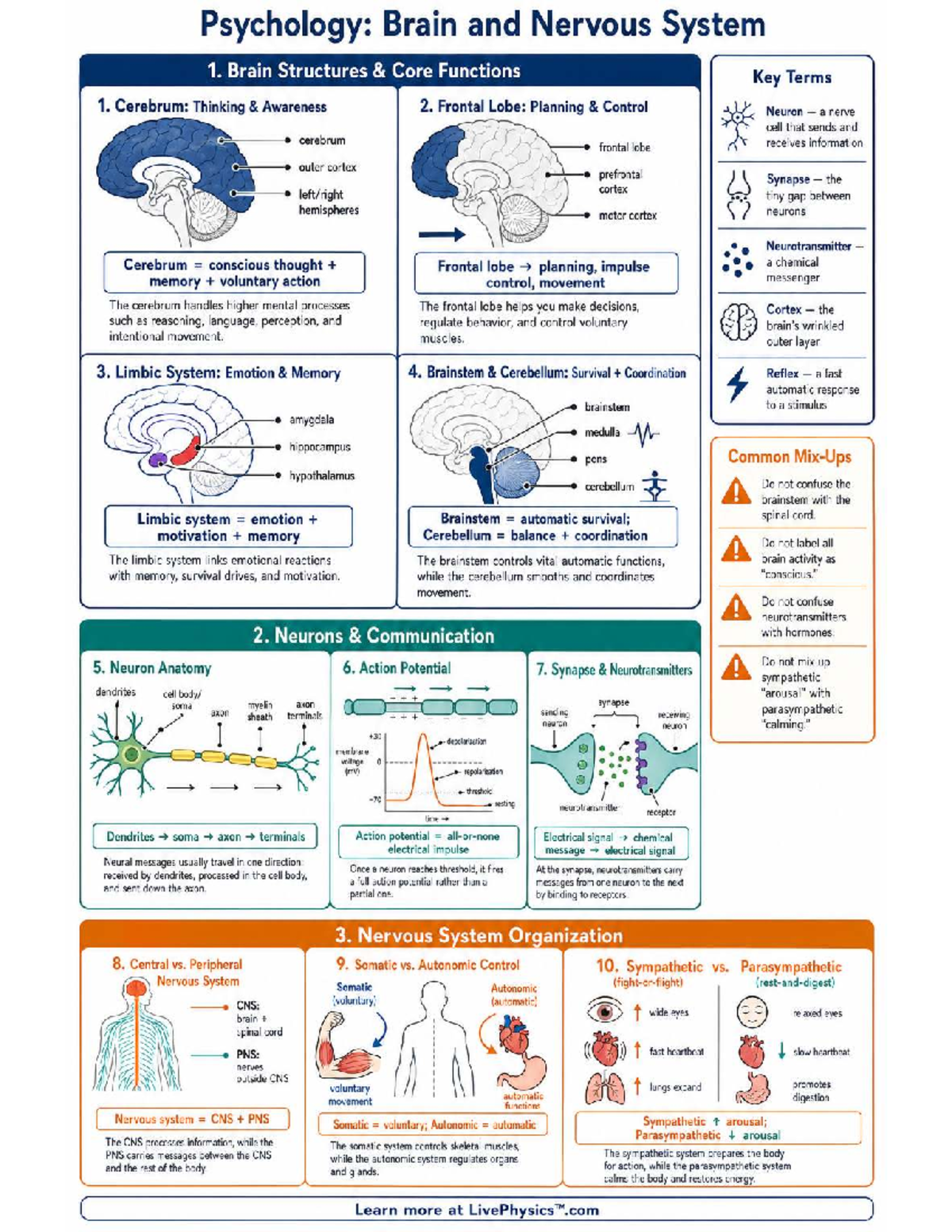 Psychology PSY101: Brain and Nervous System Cheat Sheet - Studocu
