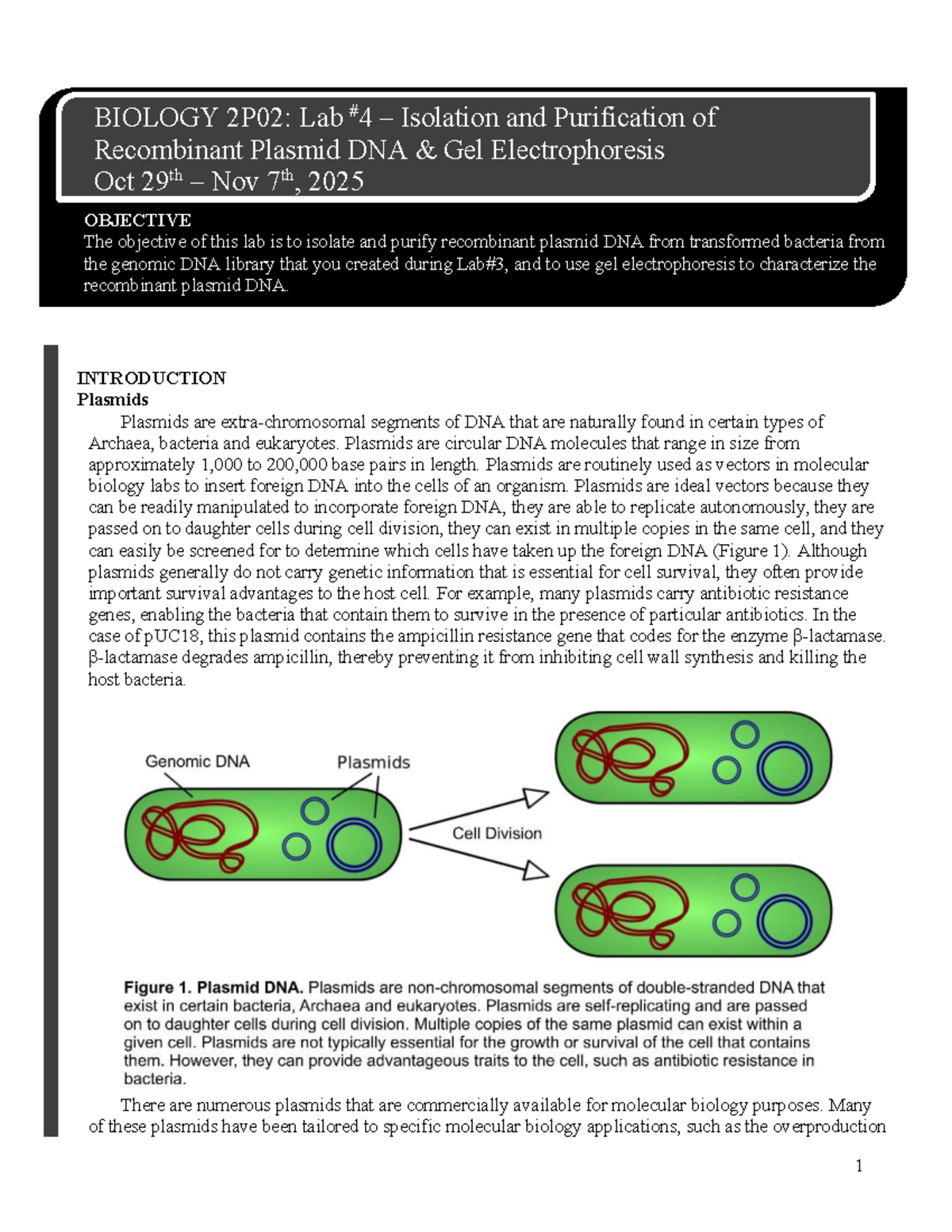 BIOLOGY 2P02: Lab 4 - Isolation & Purification of Recombinant Plasmid ...