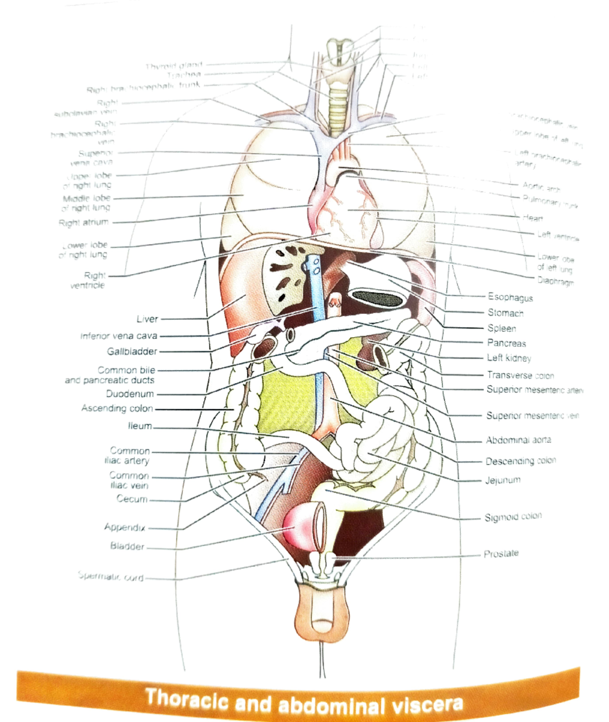 Important organs and the structures - Rpht hr hnhah trunk Rgh Snen o ...