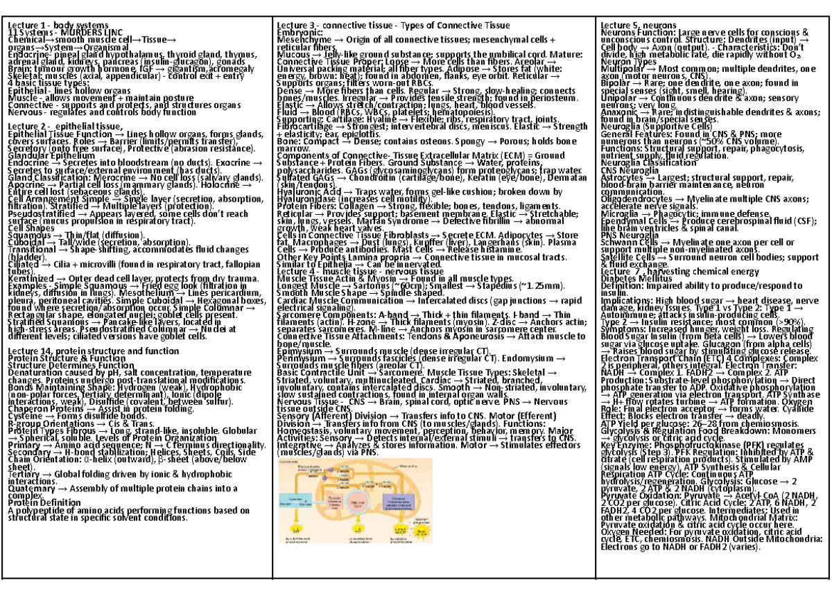 Biosci 101: Lecture Notes on Body Systems, Tissues, and Energy ...