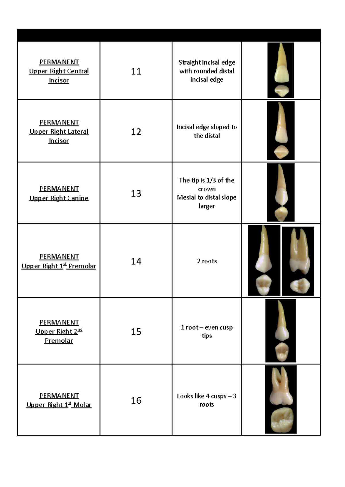 Tooth Document - Tooth FDI Hint Photo PERMANENT Upper Right Central ...
