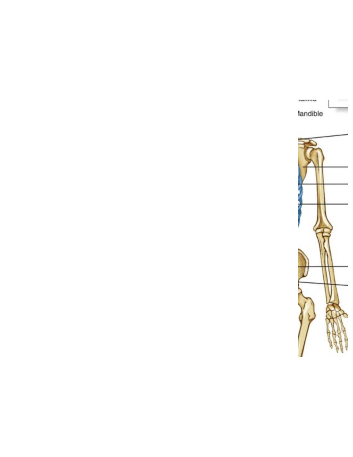 Joints and Movement Classifications - Chapter 8 Notes (BIO 101) - Studocu
