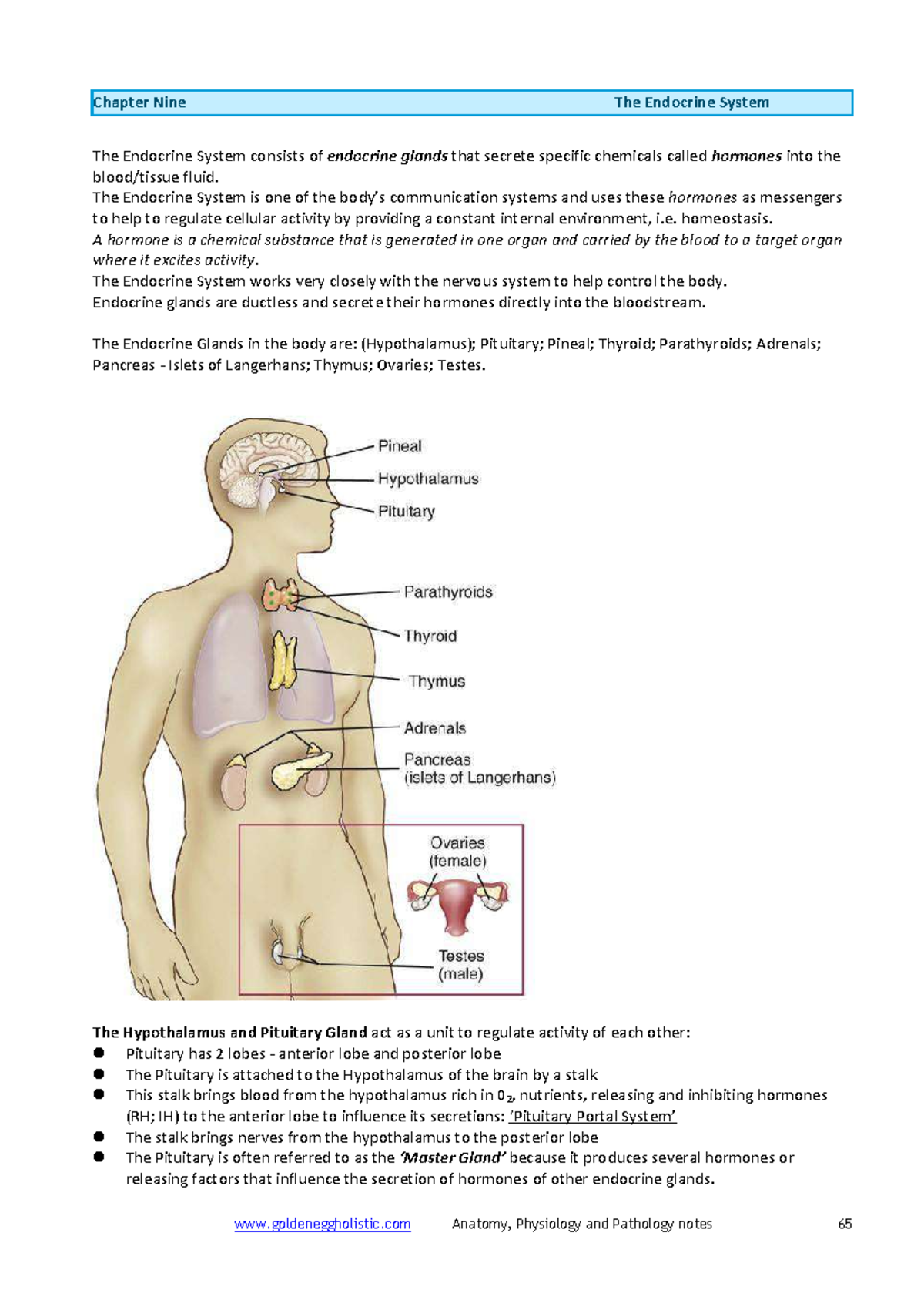 Chapter 9: The Endocrine System - Anatomy, Physiology & Pathology Notes ...