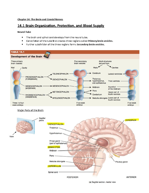Chapter 15 - Brain and Cranial Nerves - Anatomy Chapter Brain and ...