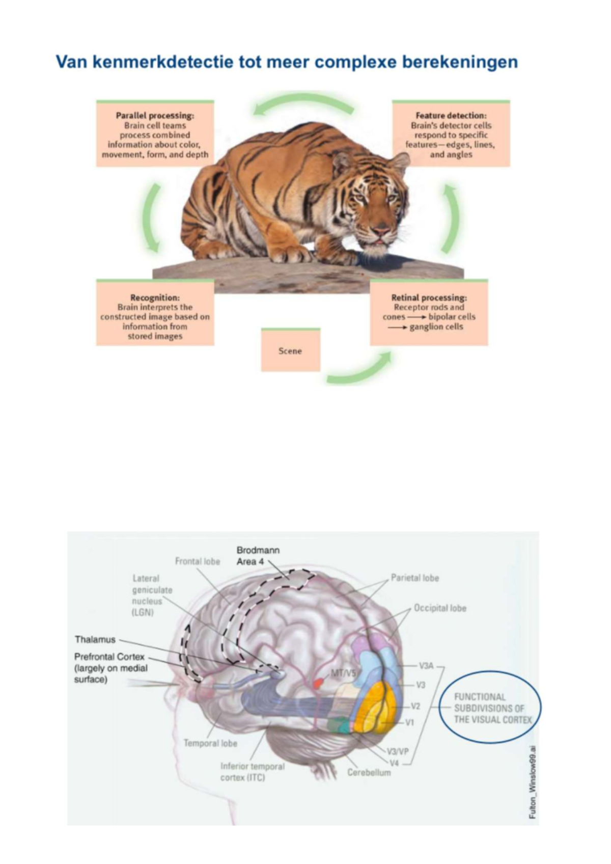 Parallel Processing in Visual Perception: Feature Detection & Brain ...