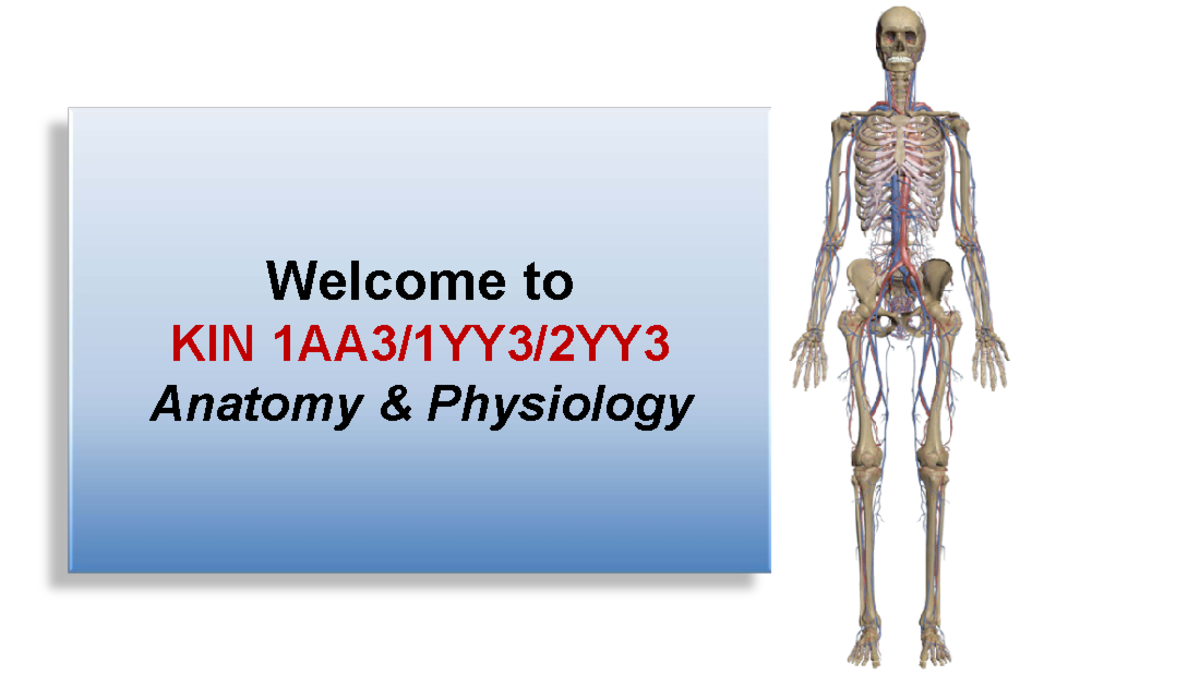 KIN 101 Introductory Lecture: Anatomy & Physiology Overview - Studocu