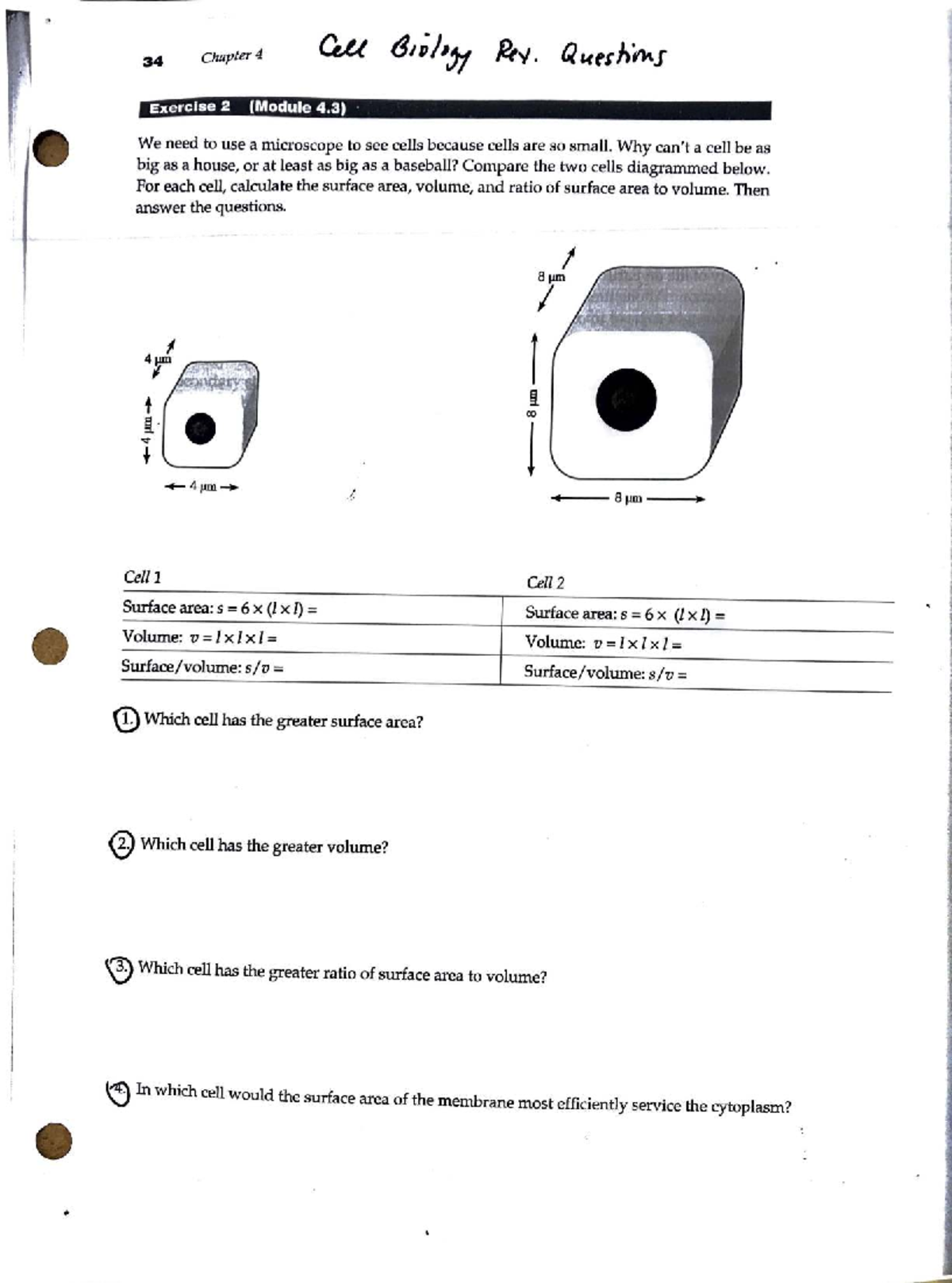 Cell Biology Review Packet: Chapter 4 & 5 Exercises and Essays - Studocu