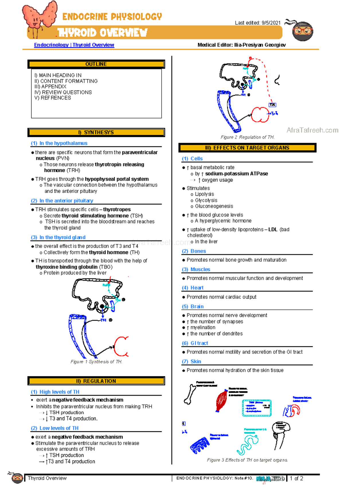 Thyroid Overview - ENDOCRINE PHYSIOLOGY Notes (Note #10) - Studocu