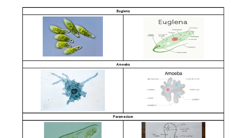 Pathogens under the microscope - Euglena Euglena Cytoplasm Chloroplast ...