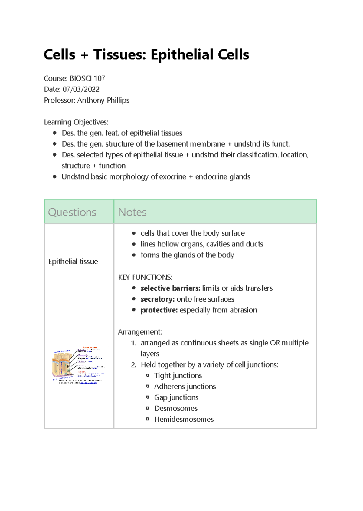 Epithelial Tissue Overview: Key Features & Functions - BIOSCI 107 - Studocu