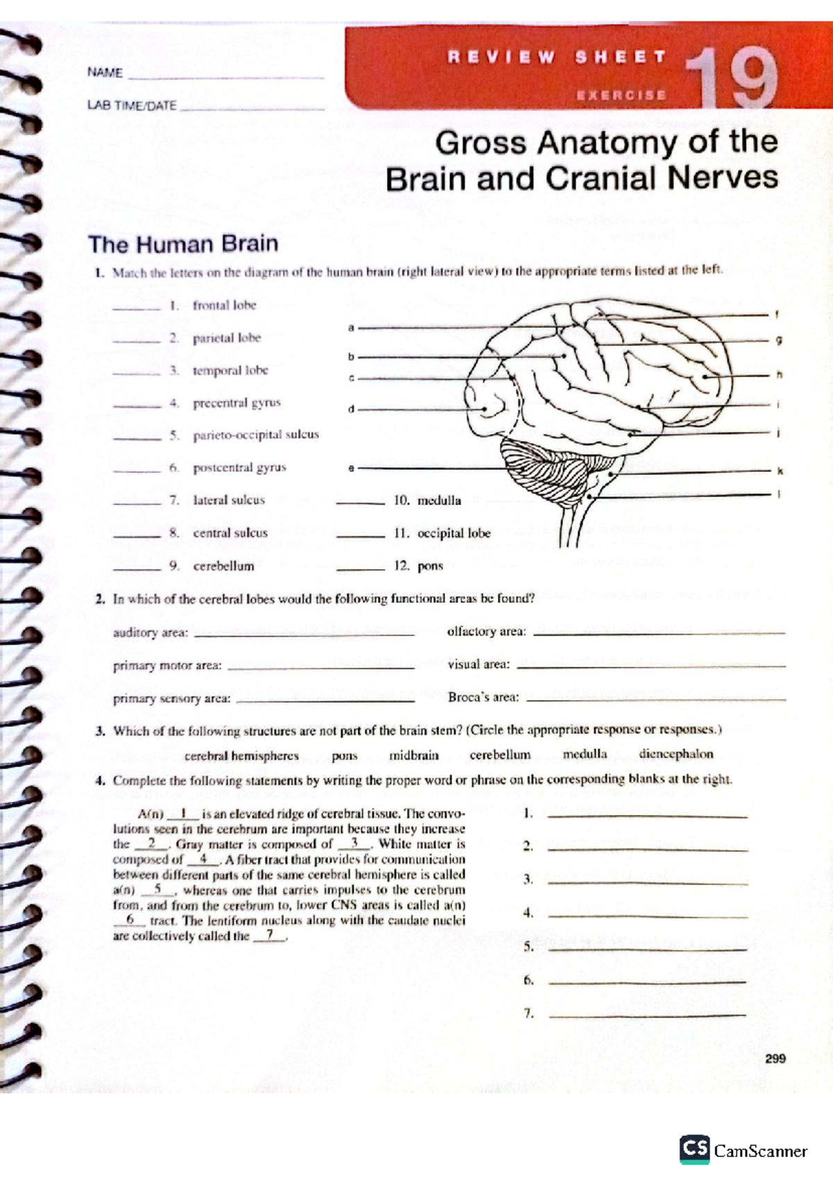 Review Sheet 19 Gross Anatomy Of The Brain And Cranial Nerves