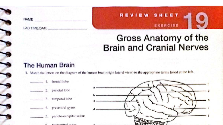 REVIEW SHEET: LAB Gross Anatomy of the Brain & Cranial Nerves - Studocu