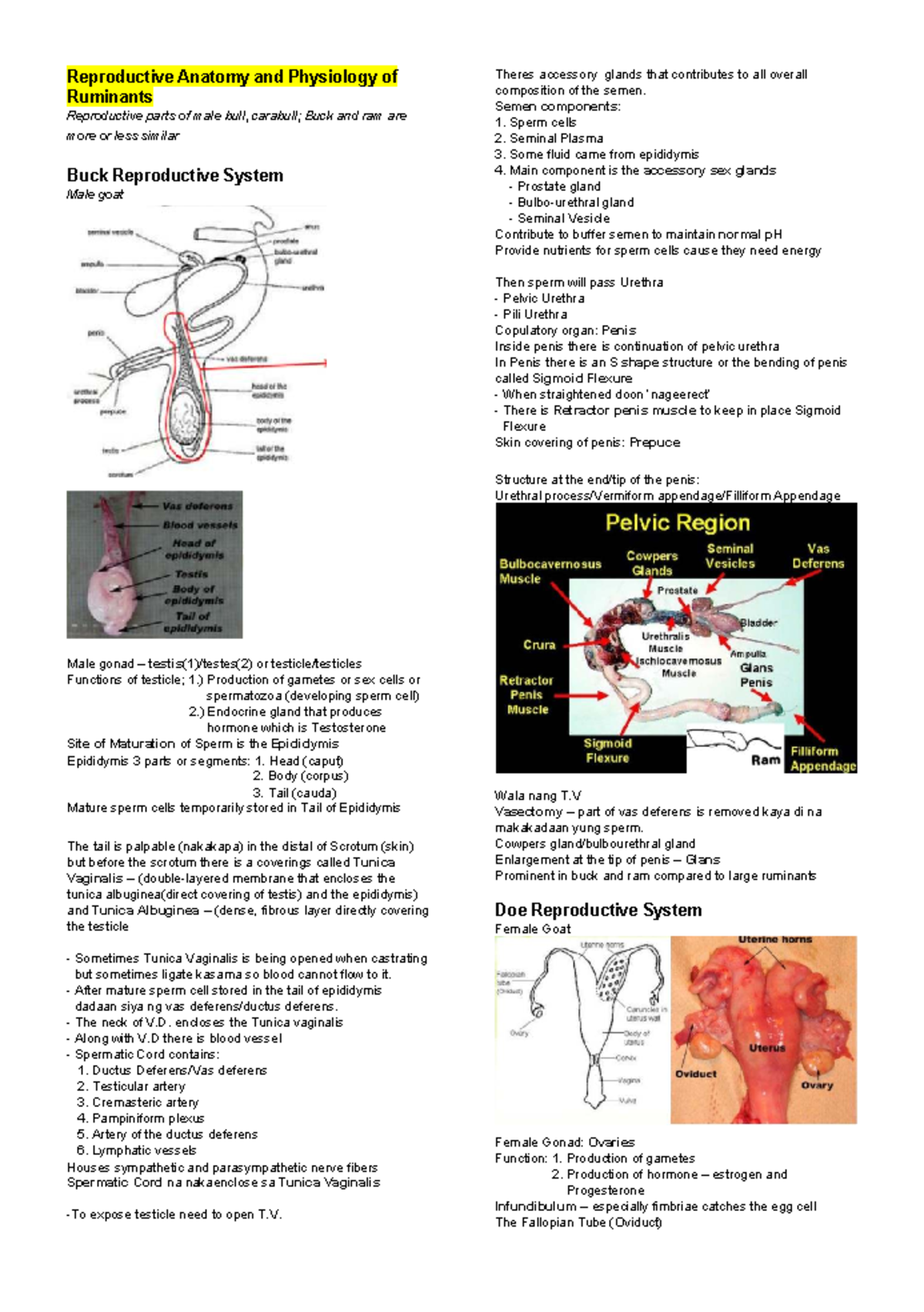 Reproductive Anatomy & Physiology of Ruminants (ANAT 101) - Studocu
