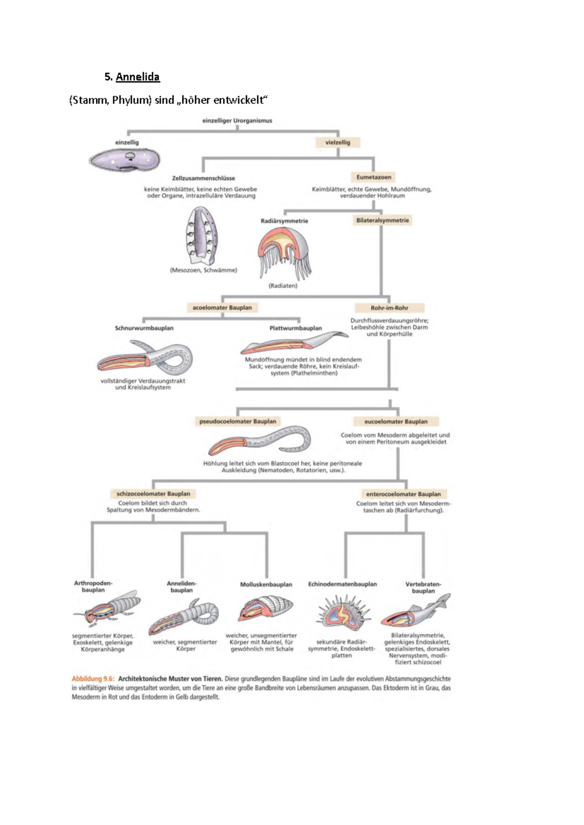Zoologie Vorlesung 9-12 - 5. Annelida (Stamm, Phylum) sind „höher ...