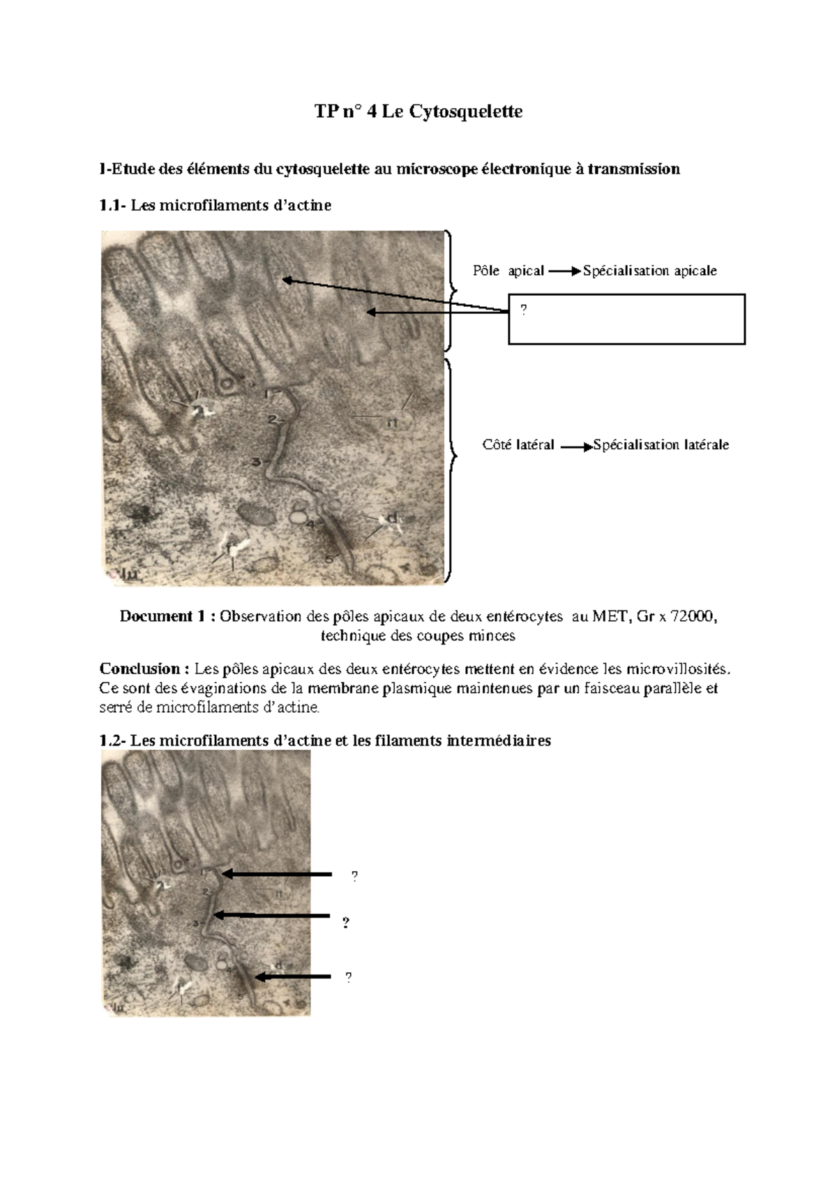 TP-4-Cytosquelette : Étude des Structures et Fonctions Cellulaires ...