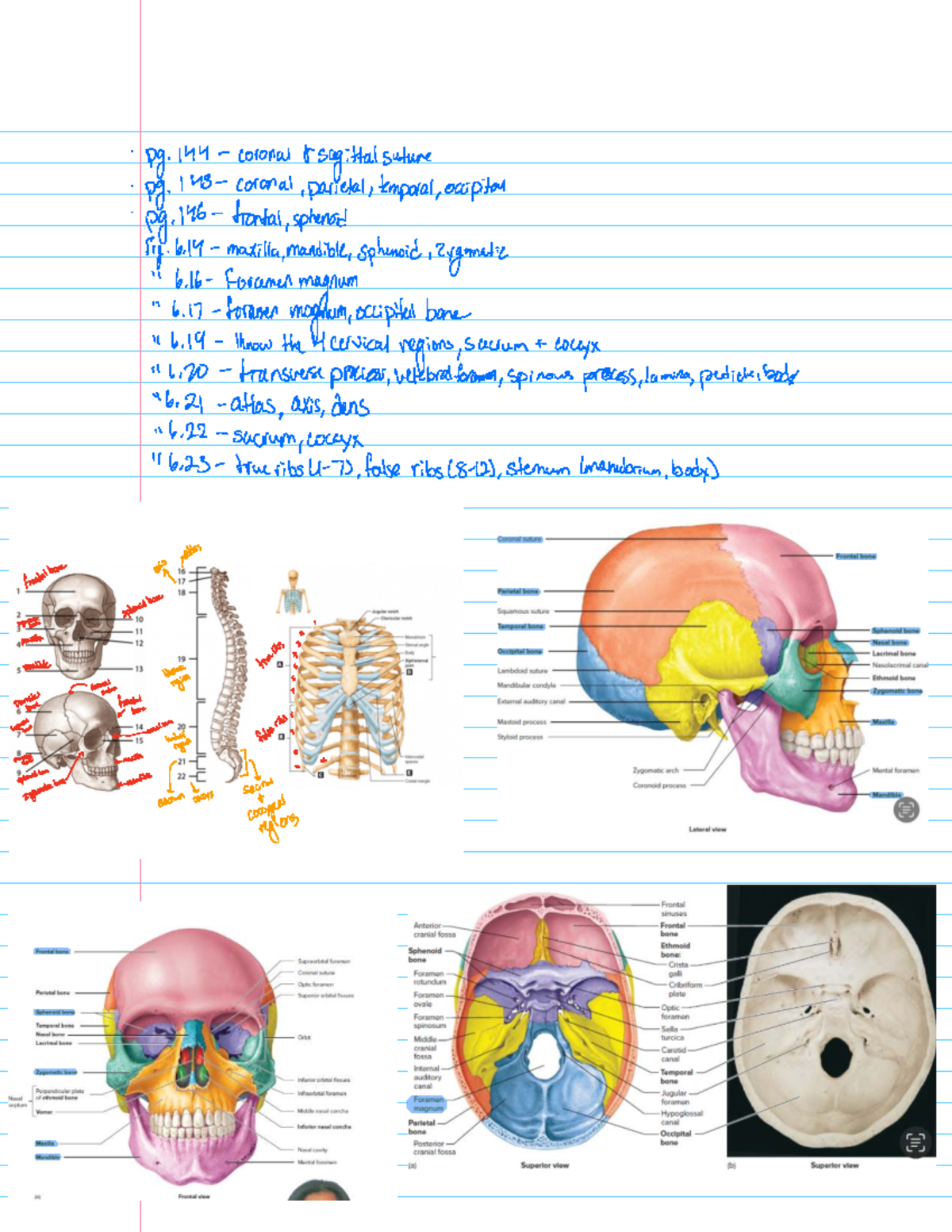 Final Exam Study Guide for Course Code 101: Cranial Anatomy Overview ...