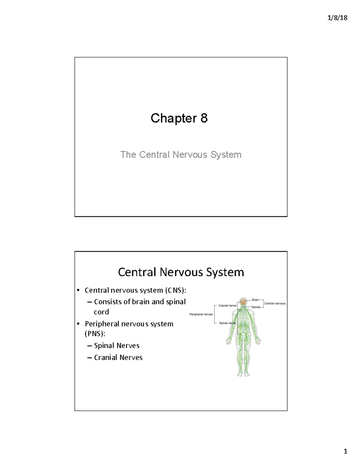 CNS - Chapter 8 Lecture Notes: The Central Nervous System Overview ...