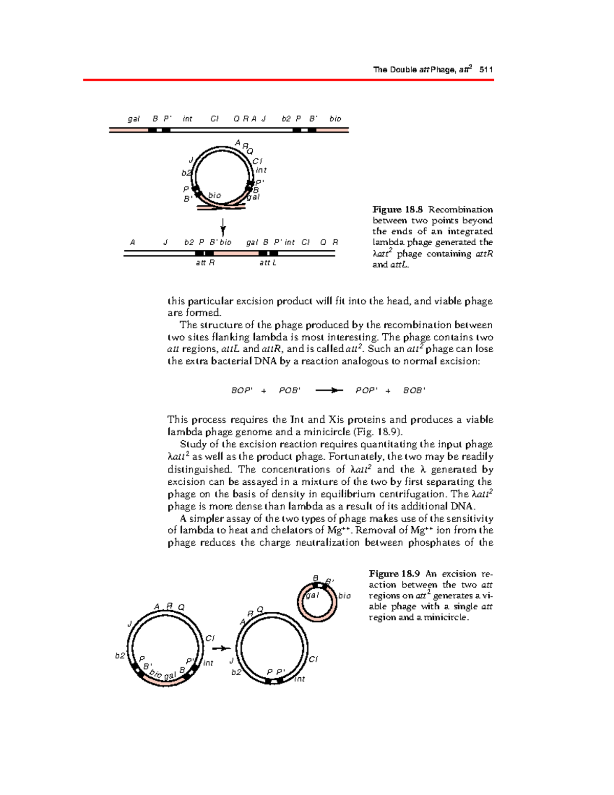 Genetics and Molecular Biology – Part 264: The λatt2 Phage and Excision ...