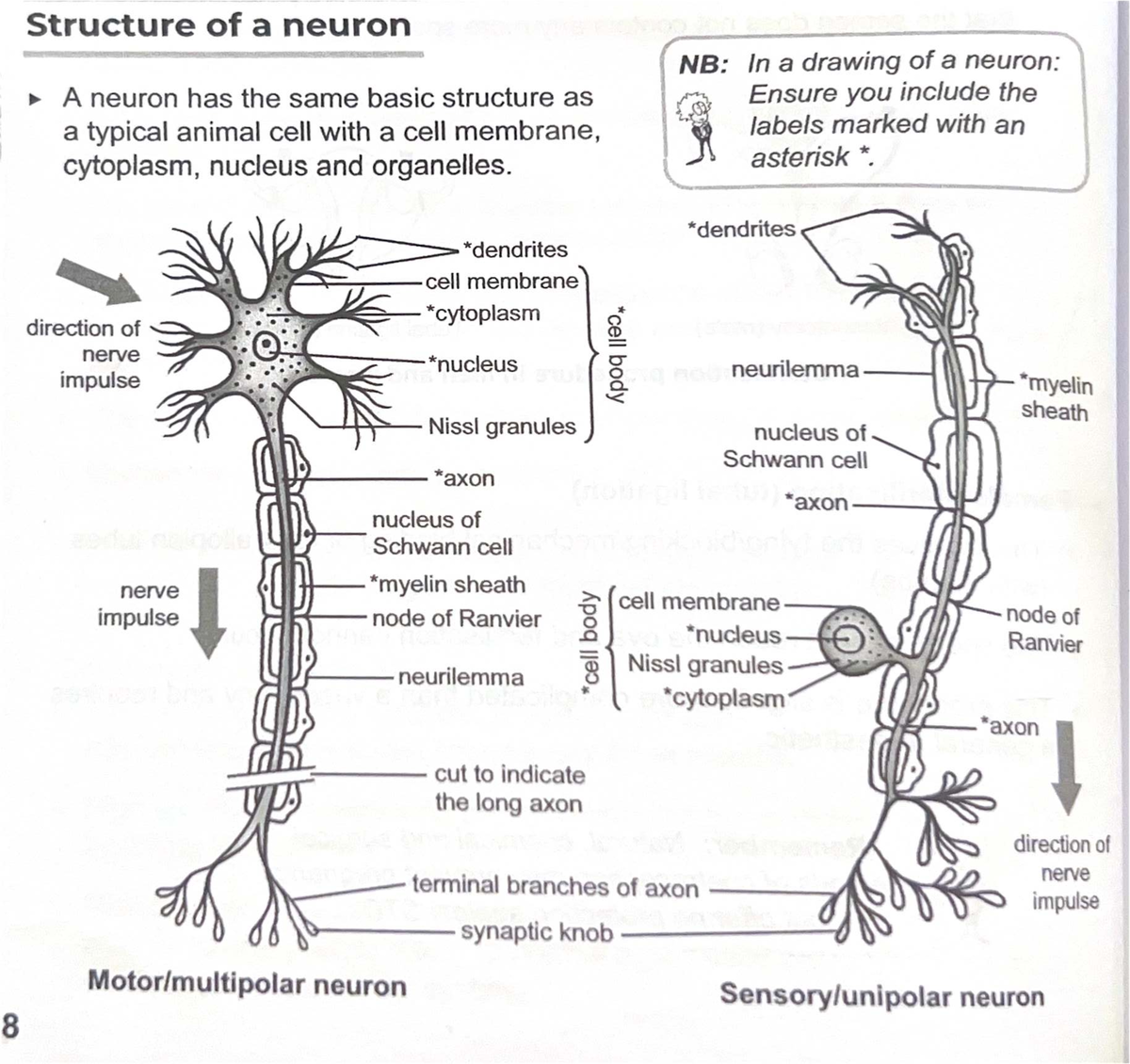 Neurons - Structure and Function Notes - Studocu