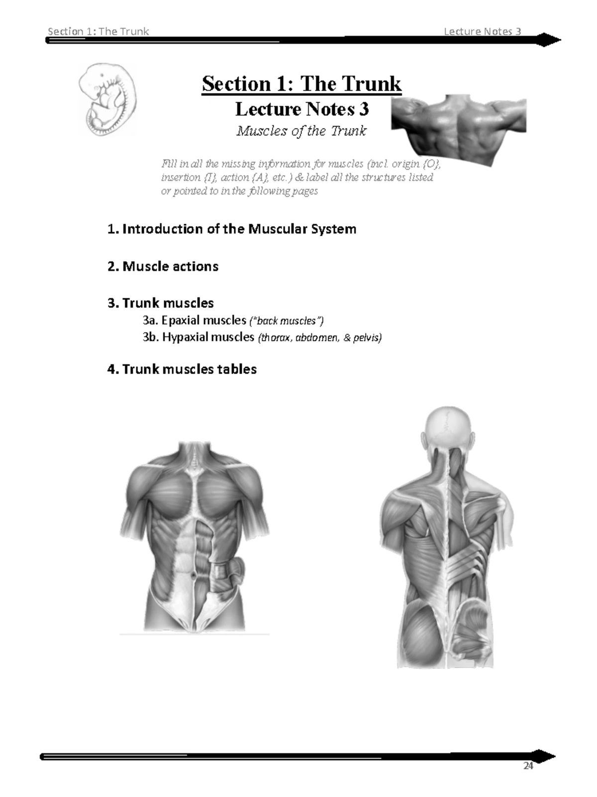 4-Lecture 4 - Nervous System of the Trunk Notes - Studocu
