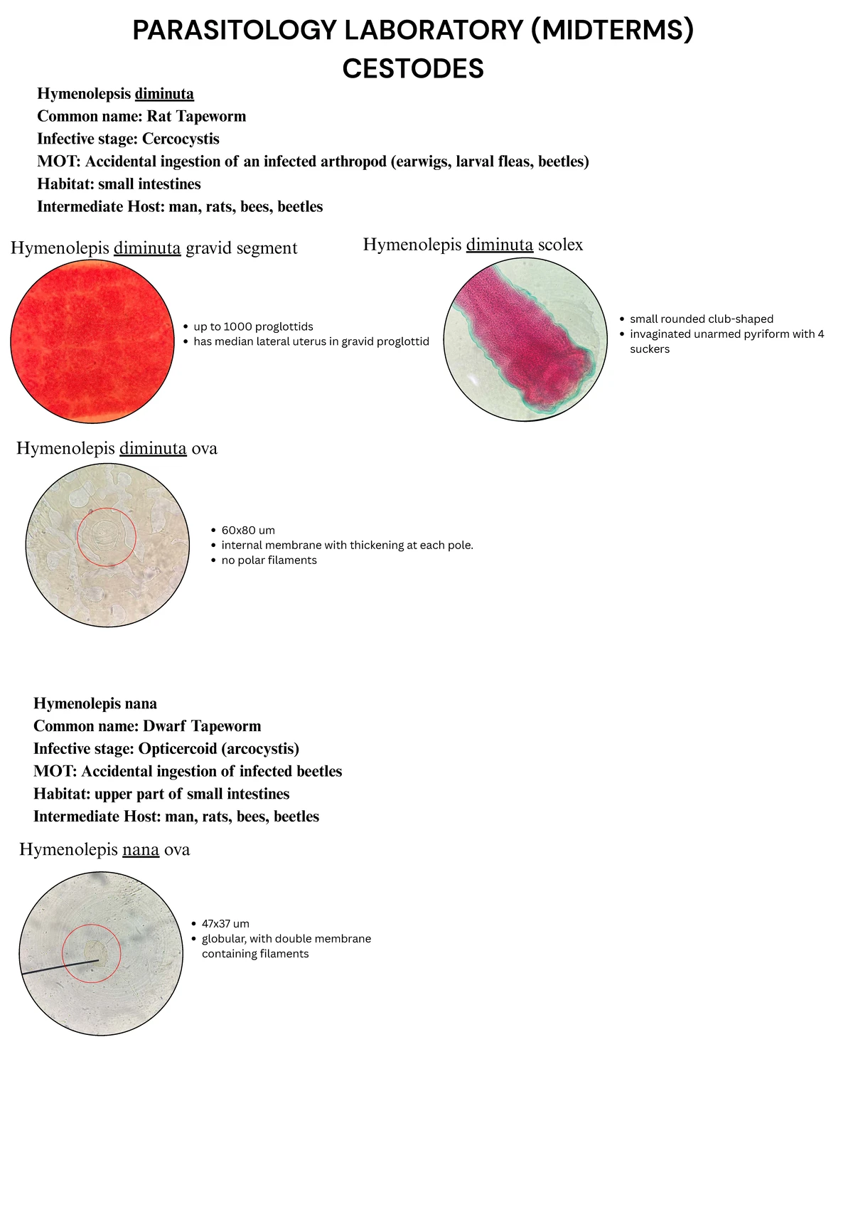 PARASITOLOGY LAB (MIDTERM) NOTES ON CESTODES - Studocu