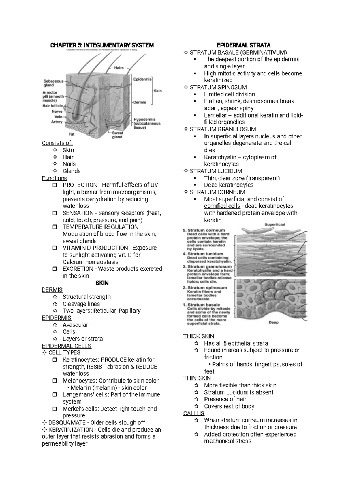 ANAPHY - Integumentary System Chapter 5 Review Notes - Studocu
