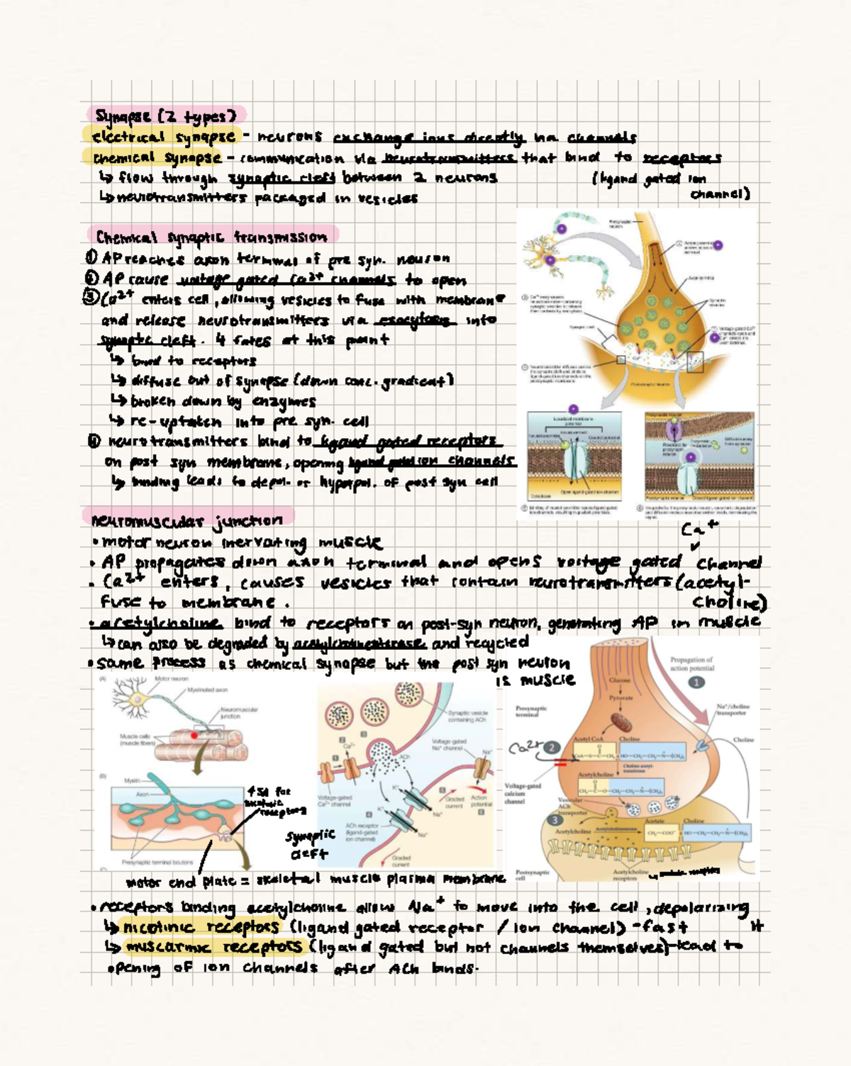 Week 3 - Synaptic Transmission & NMJ Overview - Studocu