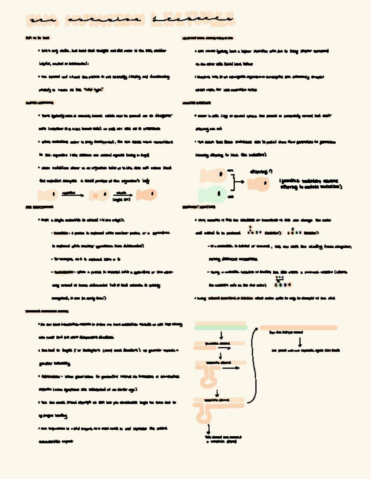 Genetics 101: Exam 2 Review Notes on DNA Mutations and Repair - Studocu
