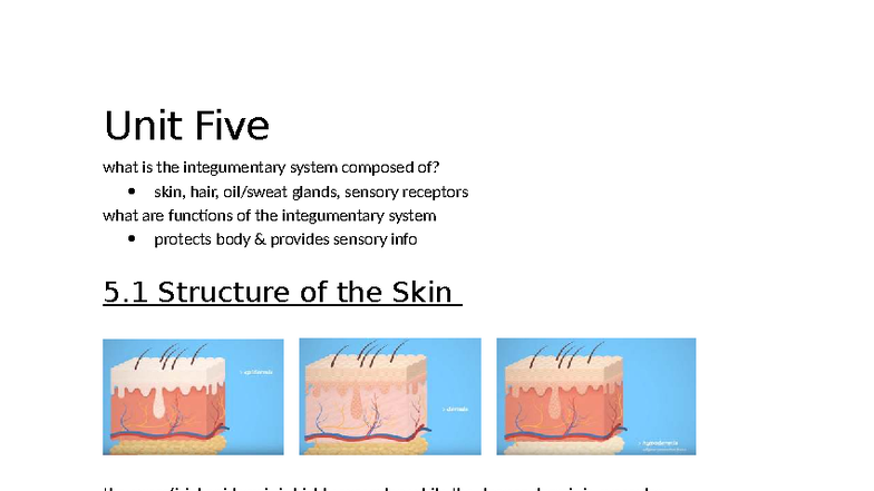 Functions and Structure of the Integumentary System (Unit 5) - Studocu